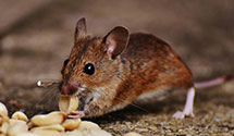24 Hour & Emergency Exterminators in East Waterboro, ME